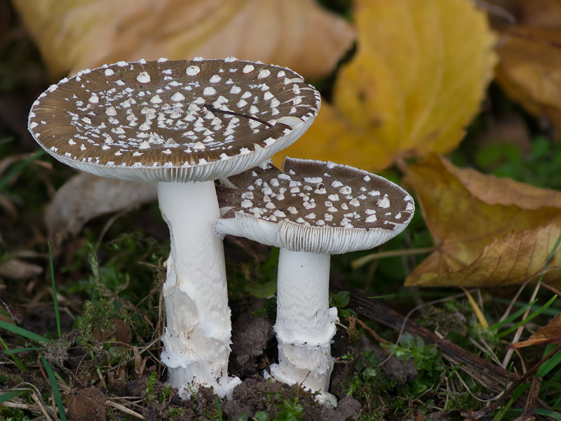 Amanita pantherina